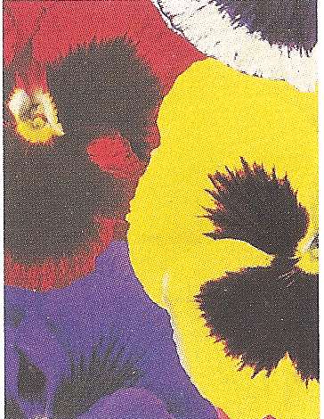 VIOLA DEL PENSIERO F.1 SUPER MAJESTIC 1000 SEMI